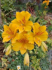 Alstroemeria aurea