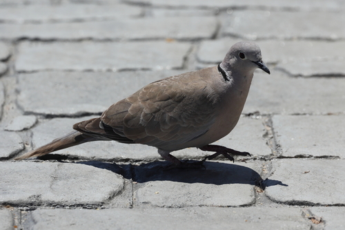 Eurasian Collared-Dove