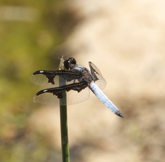 Palpopleura portia