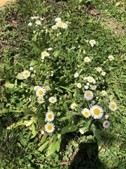 Erigeron