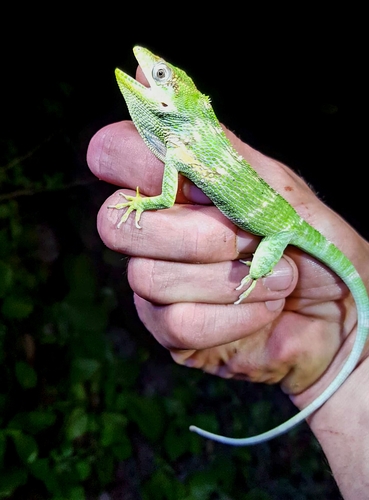 Anolis equestris