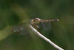 Erythrodiplax umbrata