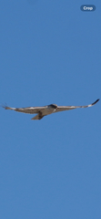 Ferruginous Hawk