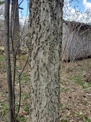 Celtis occidentalis