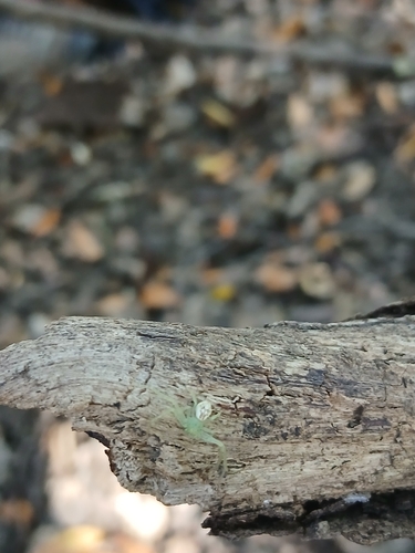 iNaturalist observation photo of Flower Spiders