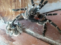 Grammostola pulchripes
