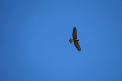 Swainson's Hawk