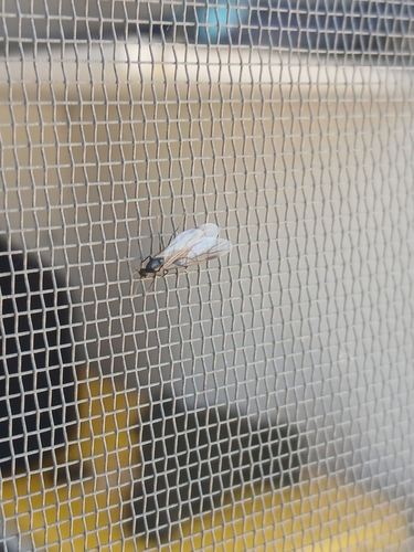 iNaturalist observation photo of Andre's Harvester Ant