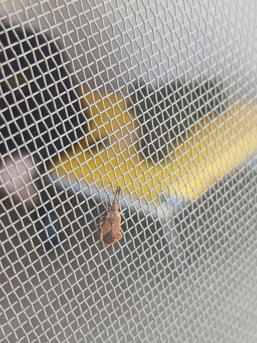 iNaturalist observation photo of True Bugs