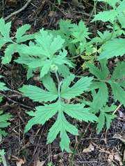 Hydrophyllum tenuipes