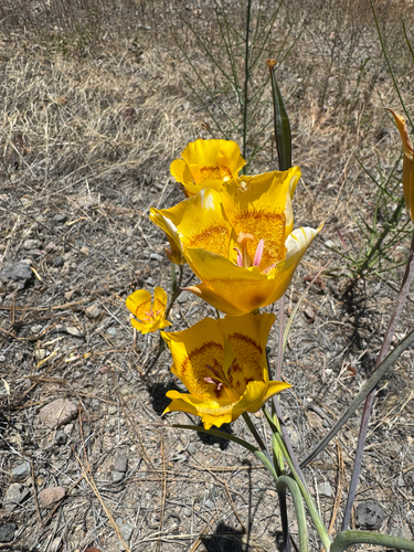 Calochortus clavatus, photograph 5