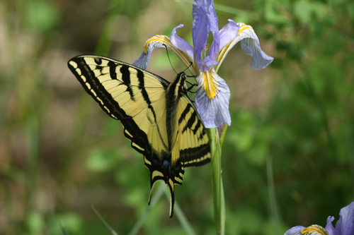 iNaturalist observation photo of Western Tiger Swallowtail