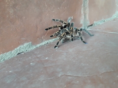 Grammostola pulchripes