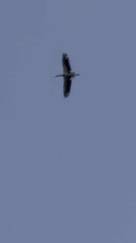 White Stork