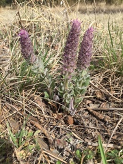 Veronica wyomingensis