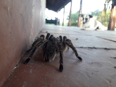 Grammostola pulchripes