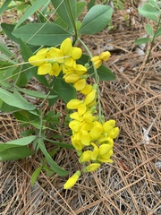 Baptisia cinerea