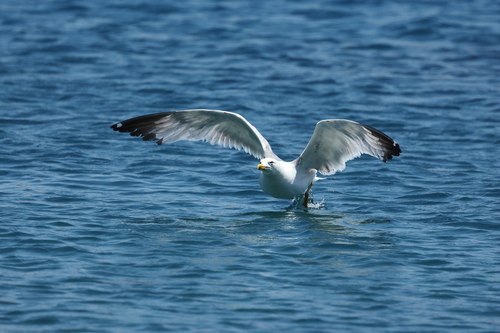 Yellow-legged Gull