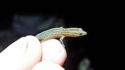 Reef Gecko, Sphaerodactylus notatus