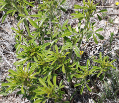 Pediomelum tenuiflorum