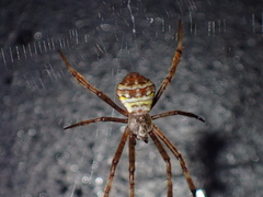 Argiope aetheroides