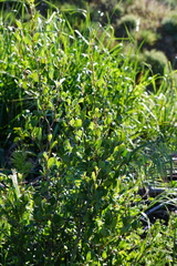 Cercocarpus betuloides betuloides