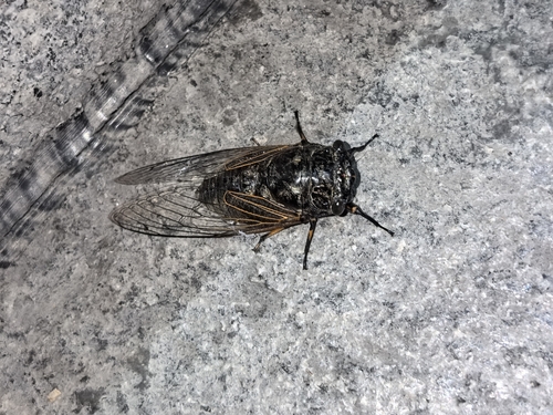 Eastern horse cicada