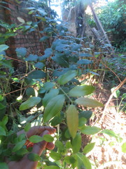 Plinia cauliflora