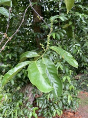 Gnetum gnemon