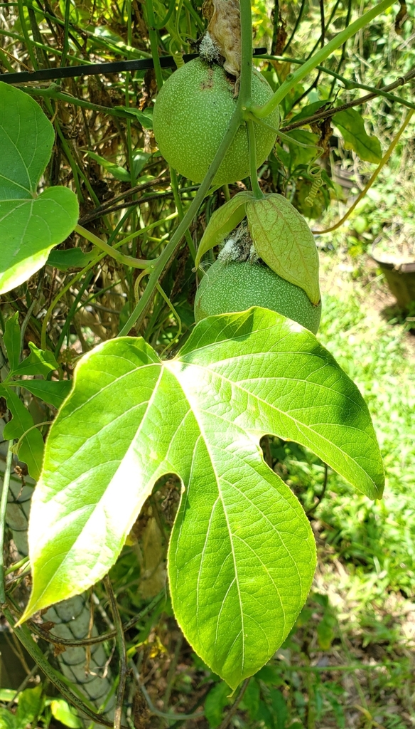 Passiflora williamsii