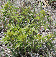 Pediomelum tenuiflorum