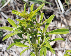 Pediomelum tenuiflorum