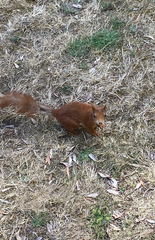 British Red Squirrel