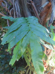 Phlebodium decumanum