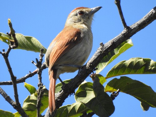 Rufous-winged Antshrike (Thamnophilus torquatus), photo 5