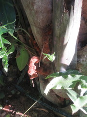 Phlebodium decumanum