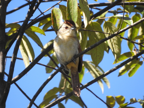 Rufous-winged Antshrike (Thamnophilus torquatus), photo 6