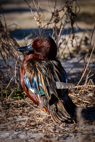 iNaturalist observation photo of Cinnamon Teal