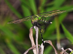 Dythemis nigrescens
