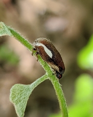 Ophiderma flavicephala