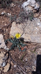 Takhtajaniantha crispa