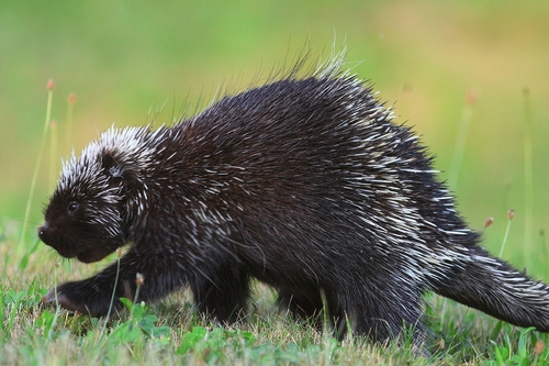 Porcupine