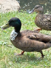 Mallard