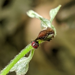 Ophiderma flavicephala