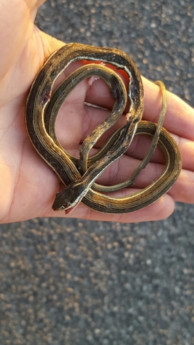 Thamnophis saurita