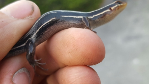 Plestiodon inexpectatus