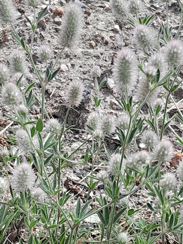 rabbitfoot clover