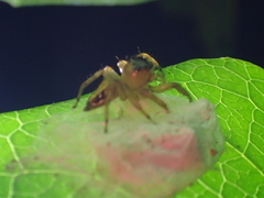 Plexippina