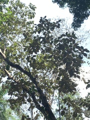 Miconia argentea