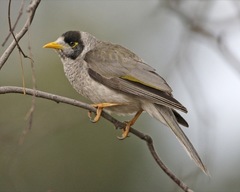 Noisy Miner - Photo (c) Lip Kee Yap, some rights reserved (CC BY-SA)